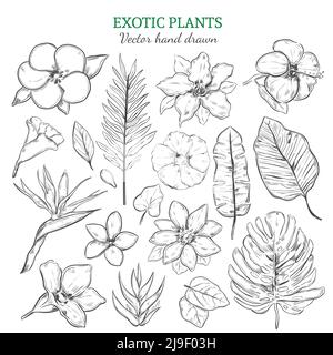 Piante esotiche disegnate a mano con fiori tropicali naturali e. lamine in un'illustrazione vettoriale isolata in stile monocromatico Illustrazione Vettoriale