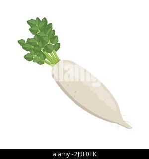 Daikon bianco radish, disegno vettoriale di stile piatto isolato su sfondo bianco Illustrazione Vettoriale