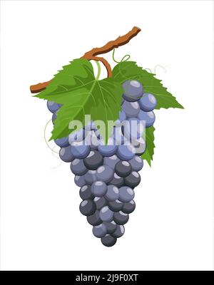 Grappolo di uva blu su vite e foglie, illustrazione vettoriale in stile piatto su sfondo bianco Illustrazione Vettoriale