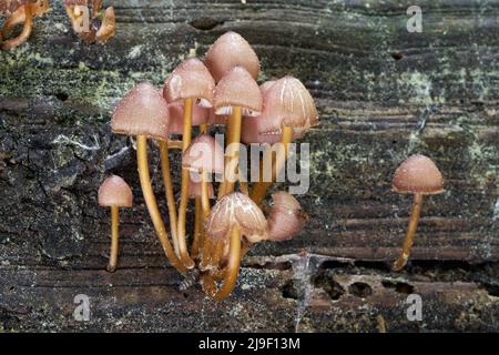 Fungo immangiabile Mincena renati in foresta mista. Conosciuto come bel cofano. Gruppo di funghi selvatici che crescono sul legno. Foto Stock