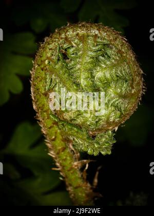 Frontone Fiddlehead Foto Stock