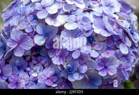 La bellezza del fiore di panca Warna (Hydrangea macrophylla) Foto Stock