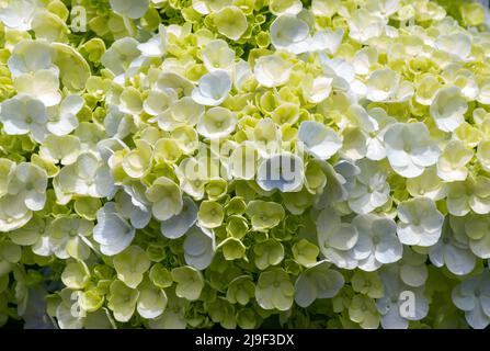 La bellezza del fiore di panca Warna (Hydrangea macrophylla) Foto Stock