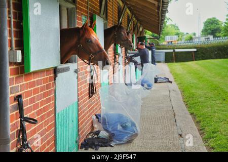 Epsom Downs, Surrey, Regno Unito. 23rd maggio 2022. I corridori delle corse di cavalli Cazoo Derby e Oaks Classic hanno un pre-evento che si svolge al "The Cazoo Derby galopps Morning" sulla pista di Epsom Downs. Qui: I cavalli nelle loro scuderie sono preparati prima della loro scentratura credito: Motofoto/Alamy Live News Foto Stock