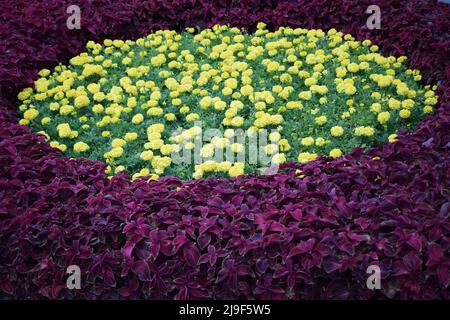 Bella arancio Marigold fiori, sorprendente estate fiori di macchia marigold, estate flora ornamentale. I marigolds gialli fioriti crescono sul fiore. Foto Stock