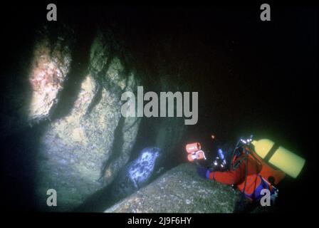 Sigillo grigio, Phocidae, sonno subacqueo. Trovato qui incuneato tra due superfici di roccia dormire. Subacqueo scattando una foto Stac Lee, St Kilda UK. 1987 Foto Stock