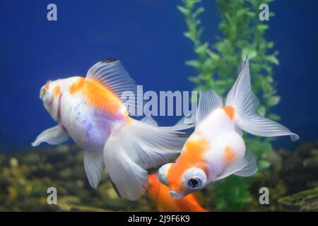 Pesci di acquario di acqua dolce, pesci d'oro provenienti dall'Asia in acquario Foto Stock