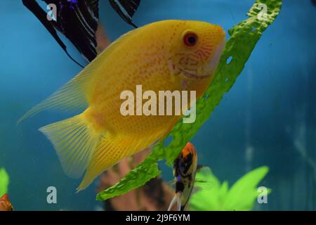 Heros efasciatus. Severum Cichlid nuota nell'acquario. Heros severus nuotare in un acquario. Pesce giallo. Foto Stock