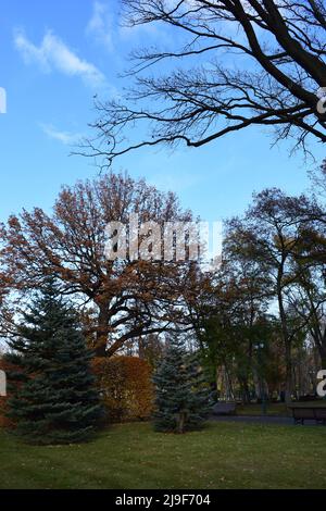 Alberi nel parco autunnale soleggiato. Ottobre giorno di sole. Alberi alti e lussureggianti cespugli nel parco. Cime degli alberi illuminate al sole contro il cielo blu. Caduto foglie asciutte su gree Foto Stock