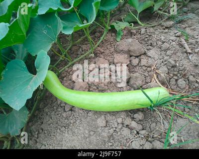 Bottiglia di zucca in una fattoria Foto Stock