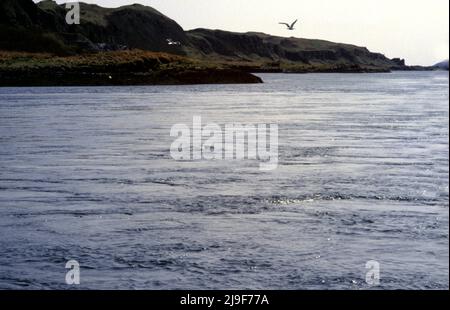 Il sigillo grigio con pelliccia macchiata, camouflage e sigillo si trova nell'Oceano Atlantico. Un grande sigillo, Halichoerus grypus).Oban UK anni 80 Foto Stock