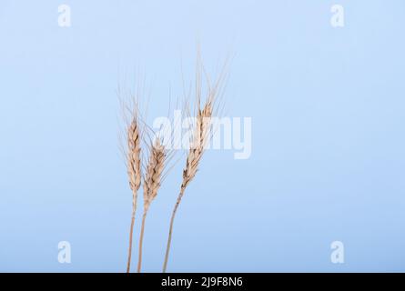 Spikelets di segale su sfondo blu con spazio per il testo. Primo piano. Foto Stock
