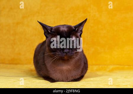 Gatto bruno birmano che dorme su sfondo giallo. Foto Stock