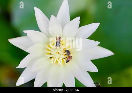 Primo piano di ape su fiore di giglio d'acqua bianca Foto Stock