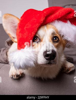 Cane corgi con cappello di Santa Foto Stock