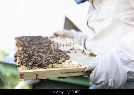 L'apicoltore in tuta protettiva tiene il nido d'ape con le api Foto Stock