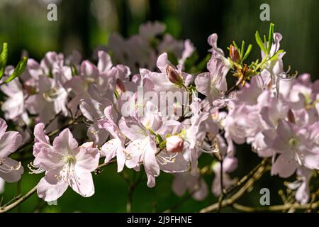 Cespugli fioriti con fiori rosa chiaro delicati nel giardino primaverile in primo piano. Foto Stock