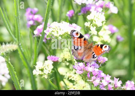 Agraulis vanillae farfalla frilled sui fiori estate in campo Foto Stock