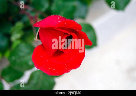 Rosa Mister Lincoln bud rosso scuro ibrido tea rosa cultivar. Primo piano fuoco selettivo singolo rosso fresco rosa dopo le gocce di pioggia Foto Stock