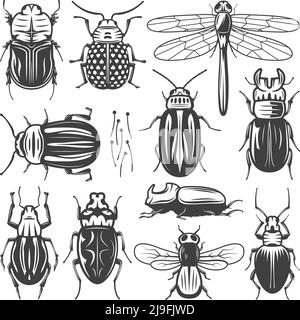 Collezione di insetti vintage con libellula a mosca e diversi tipi di bug e coleotteri immagine vettoriale isolata Illustrazione Vettoriale