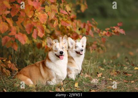 Due cani di corgi gallesi pembroke razza seduta insieme in autunno natura Foto Stock