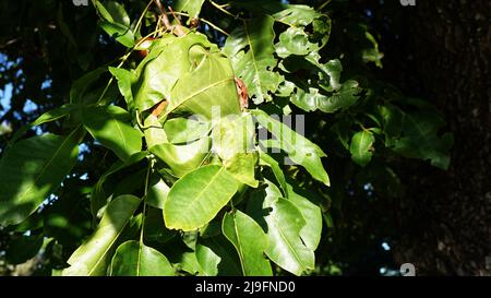 Formiche verdi che costruisce il nido a forma di palloncino tra il fogliame dell'albero. Foto Stock