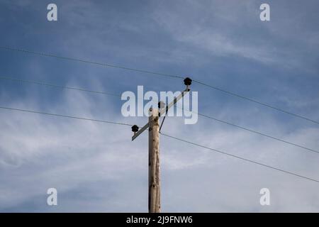Palo in legno con linee elettriche contro un cielo blu Foto Stock