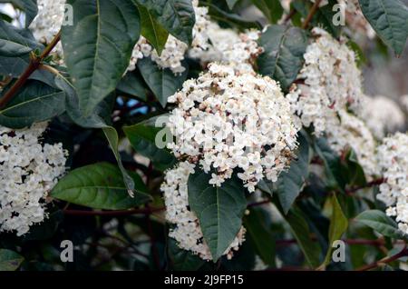 Bee flygin sopra la bella selvaggia macchia tropicale farfalla Foto Stock