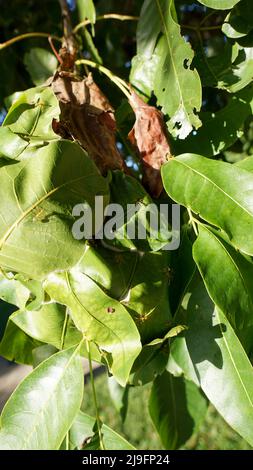 Formiche verdi che costruisce il nido a forma di palloncino tra il fogliame dell'albero. Foto Stock