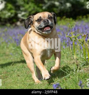 Puggle cane che corre verso la fotocamera Foto Stock