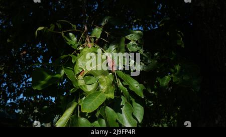 Formiche verdi che costruisce il nido a forma di palloncino tra il fogliame dell'albero. Foto Stock