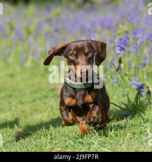 Dachshund in miniatura con capelli lisci che corre verso la fotocamera Foto Stock