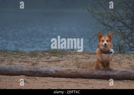 Divertente cane rosso razza gallese Corgi Pembroke su un lago forestale per una passeggiata in primavera, con spazio copia Foto Stock