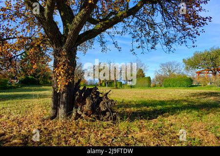 Prato autunnale di frutteto sull'Albo Svevo nei vigneti di Metzingen, Baden-Württemberg, Germania. Foto Stock