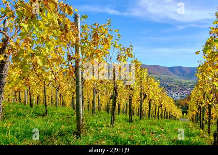 Paesaggio autunnale dei vigneti dell'Albo Svevo nei vigneti di Metzingen, Baden-Württemberg, Germania. Foto Stock