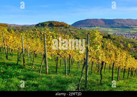 Paesaggio autunnale dei vigneti dell'Albo Svevo nei vigneti di Metzingen, Baden-Württemberg, Germania. Foto Stock