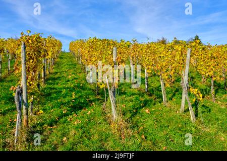 Paesaggio autunnale dei vigneti dell'Albo Svevo nei vigneti di Metzingen, Baden-Württemberg, Germania. Foto Stock