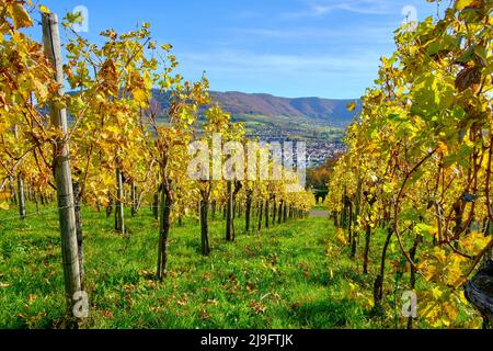 Paesaggio autunnale dei vigneti dell'Albo Svevo nei vigneti di Metzingen, Baden-Württemberg, Germania. Foto Stock