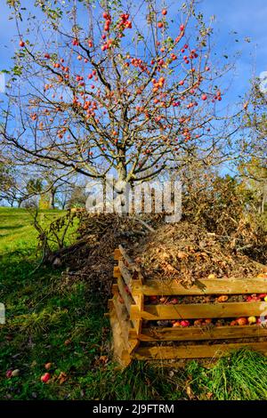 Albero di mele in autunno con cumulo di compost su un prato di frutteto nei vigneti di Metzingen, Baden-Württemberg, Germania. Foto Stock