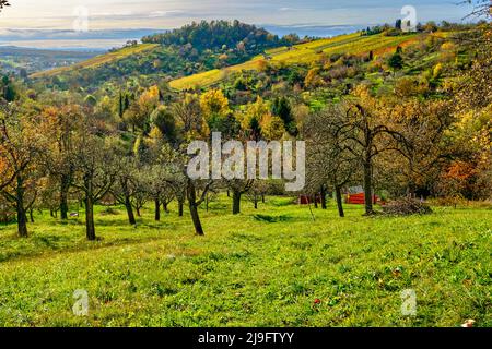 Prato autunnale di frutteto sull'Albo Svevo nei vigneti di Metzingen, Baden-Württemberg, Germania. Foto Stock