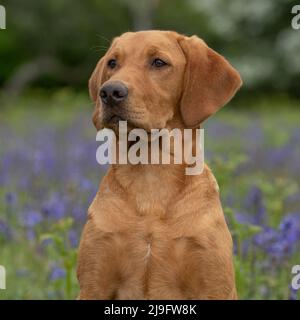 il cane giallo labrador retriever sedette in bluebells Foto Stock