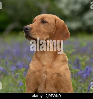 il cane giallo labrador retriever sedette in bluebells Foto Stock