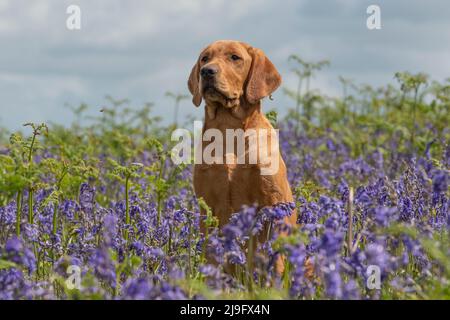 il cane giallo labrador retriever sedette in bluebells Foto Stock