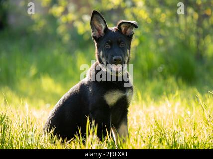 Un simpatico cucciolo di pastore tedesco sta camminando sull'erba verde in una giornata estiva soleggiata. Ritratto di un allegro cucciolo con grandi orecchie Foto Stock