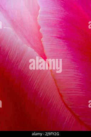 Primo piano di un bel fiore di tulipano rosa Foto Stock