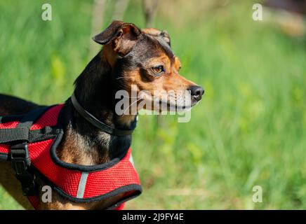 Cane pinscher in miniatura su una passeggiata. Messa a fuoco selettiva. Foto Stock