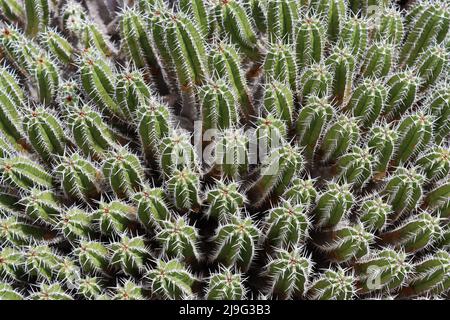 Cactus Euphorbia Echinus al giardino Cactus creato da Cesar Manrique, Lanzarote Foto Stock