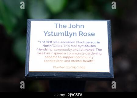 RITRASMISSIONE DELL'ORTOGRAFIA DEL NOME A JOHN YSTUMLLYN. Dettaglio di una targa per una rosa di John Ystumllyn, che è stata piantata nei giardini di Buckingham Palace. La rosa di John Ystumllyn è la prima rosa che prende il nome da qualcuno di una minoranza etnica nel Regno Unito. Data foto: Lunedì 23 maggio 2022. Foto Stock