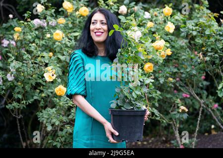 RITRASMISSIONE DELL'ORTOGRAFIA DEL NOME A JOHN YSTUMLLYN. Zehra Zaidi, fondatore della campagna We Too Built Britain, tiene un John Ystumllyn rosa nei giardini di Buckingham Palace, prima di presentarlo a Claire Midgely-Adam, il vice direttore dei giardini della regina. La rosa di John Ystumllyn è la prima rosa che prende il nome da qualcuno di una minoranza etnica nel Regno Unito. Data foto: Lunedì 23 maggio 2022. Foto Stock