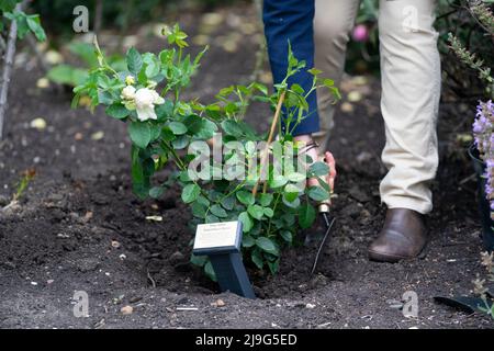 RITRASMISSIONE DELL'ORTOGRAFIA DEL NOME A JOHN YSTUMLLYN. Una rosa di John Ystumllyn è stata piantata nei giardini di Buckingham Palace. La rosa di John Ystumllyn è la prima rosa che prende il nome da qualcuno di una minoranza etnica nel Regno Unito. Data foto: Lunedì 23 maggio 2022. Foto Stock